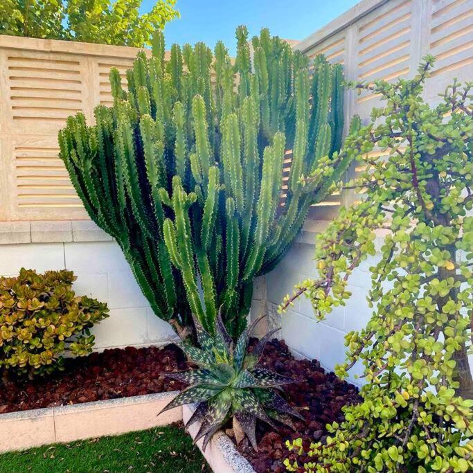 Apartamento El Toyo Cactus